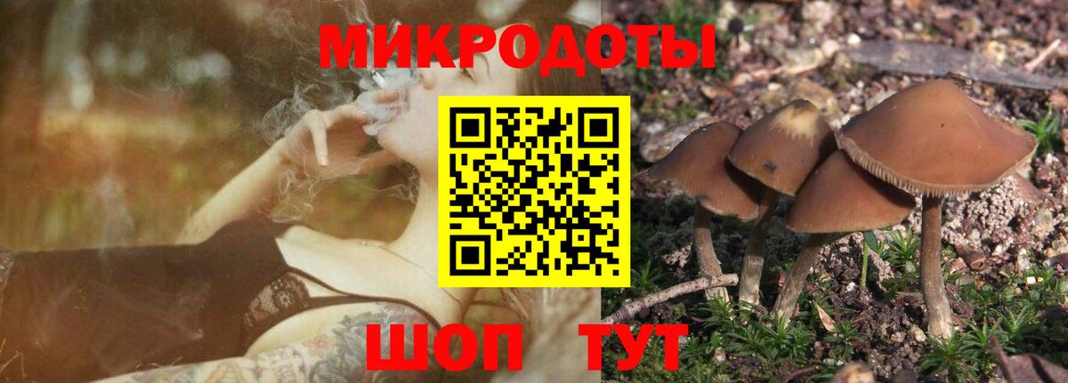 Галлюциногенные грибы Psilocybe Кызыл
